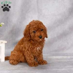 Tony F1B, Cavapoo Puppy